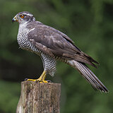Birds of prey